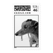 Greyhound Stamp 4