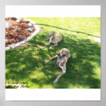 Greyhounds In The Shade Posters
