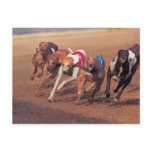 aggression, competition, horizontal, outdoors, dog