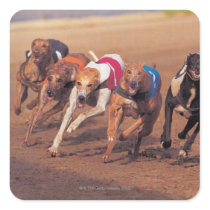 Greyhounds racing on track sticker