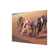 Greyhounds racing on track stretched canvas prints
