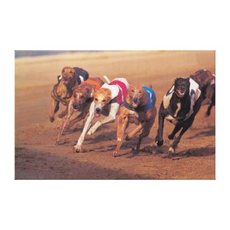 Greyhounds racing on track stretched canvas prints