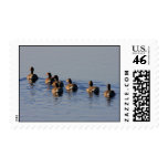 Greylag Geese Flock Postage