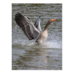 Greylag Geese Post Card