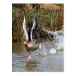 Greylag Geese Post Card