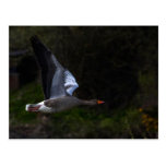 Greylag Geese Post Cards