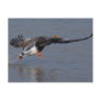 Greylag Geese Postcards