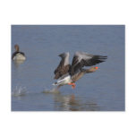 Greylag Geese Post Card