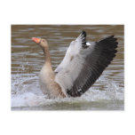 Greylag Geese Post Cards