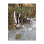 Greylag Geese Post Card