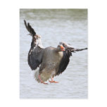 Greylag Geese Post Card