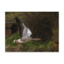 Greylag Geese Postcard