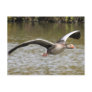Greylag Geese Post Cards