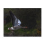 Greylag Geese Post Cards