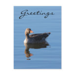 Greylag Geese Post Card