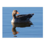 Greylag Geese Postcard