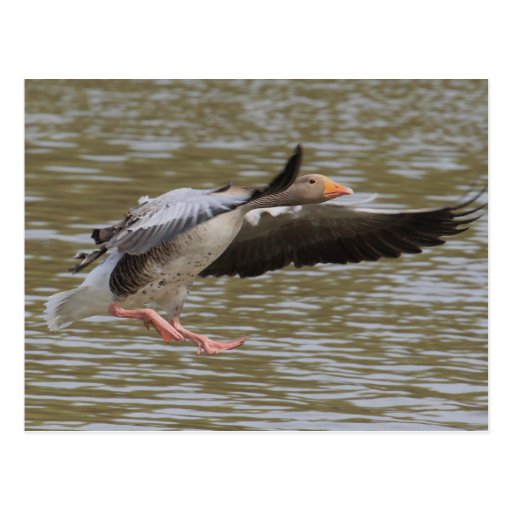 Greylag Geese Postcard