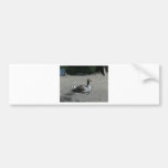 Greylag Goose Bumper Stickers