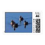 Greylag Goose Family Postage