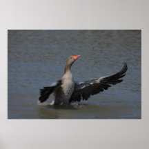 Greylag Goose Print