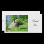 Greylag Goose - Thank You photo cards