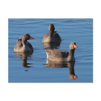 Greylag Goose Trio postcard