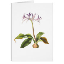 Griffinia hyacinthina greeting card
