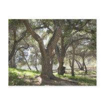 Griffith Park 5/6/07 Postcard