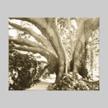 Griffith Park Tree Vintage Sepia Black White Gift canvas prints