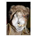 Grinning Camel posters