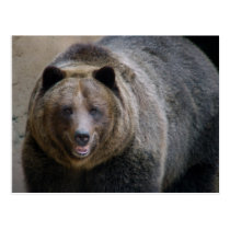 Grizzle Bear4x6 postcards