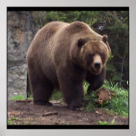 Grizzley Poster