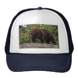 grizzly-bear-002 hat