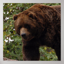 grizzly-bear-005 posters