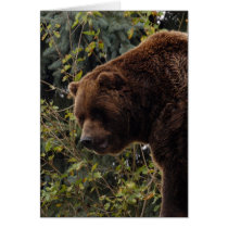 grizzly-bear-009 cards