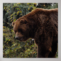 grizzly-bear-009 print