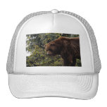 grizzly-bear-009 trucker hats