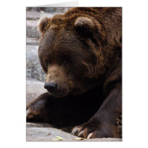 grizzly-bear-014 cards
