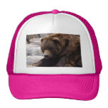 grizzly-bear-016 hat