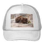 grizzly-bear-018 mesh hats