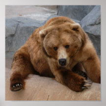 grizzly-bear-10x10 poster