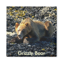 Grizzly Bear Art magnets by RavenSpiritPrints Grizzly Bear Art magnets