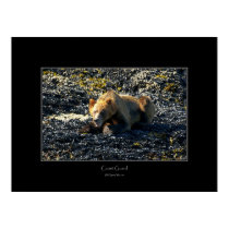 GRIZZLY BEAR Art Poster posters by RavenSpiritPrints GRIZZLY BEAR Art Poster posters