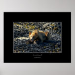 GRIZZLY BEAR Art Poster posters