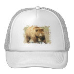 grizzly bear, bear, bears, brown bear, mammal, wild life, wildlife, wild animal, zoo, grizzly, grizzlies