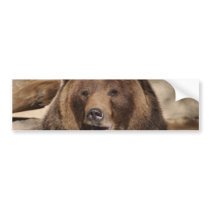 Grizzly Bear Boar Bumper Sticker