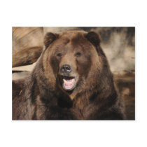 Grizzly Bear Boar Postcard