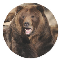 Grizzly Bear Boar Stickers