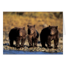 Grizzly bear, brown bear, cubs, Katmai National Greeting Cards