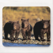 Grizzly bear, brown bear, cubs, Katmai National Mousepads